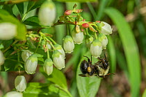 Eastern bumblebee (Bombus impatiens) pollinating cultivated Northern hughbush blueberry (Vaccinium corymbosum), Wisconsin, USA, May