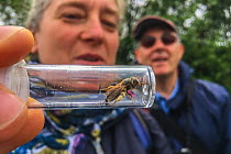Woman looking at mining bee (Andrenidae) in container at Bug Life Bee ID Field class, Monmouthshire, Wales, UK, June.