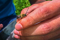Person holding Long horned bee (Eucera longicornis) during Bee ID course, RSPB Newport Wetlands, Monmouthshire, Wales, UK, June 2019.