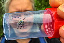 Person holding Long horned bee (Eucera longicornis) in container during Bee ID course, RSPB Newport Wetlands, Monmouthshire, Wales, UK, June 2019.