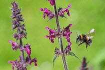 Garden bumblebee (Bombus hortorum) visiting Hedge woundwort (Stachys sylvatica), native pollinator, pollination, Monmouthshire, Wales UK, June