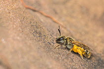 Smeathman&#39;s furrow bee (Lasioglossum smeathmanellum) warming up on a rock carrying pollen on her legs, Monmouthshire, Wales, UK, June