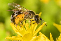 Smeathman&#39;s furrow bee (Lasioglossum smeathmanellum) feeding on Biting Stonecrop (Sedum acre) pollen. Monmouthshire, Wales, UK, June