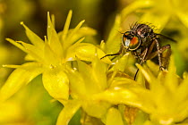 Long legged fly (Dolichopus plumipes) feeding on Biting stonecrop (Sedum acre) pollen. Monmouthshire, Wales, UK, June