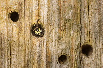 Yellow-faced bee (Hylaeus communis) nesting in Furniture woodworm beetle (Anobium punctatum) bore holes, Monmouthshire, Wales, UK, June.