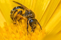 White-zoned furrow bee (Lasioglossum leucozonium) collecting pollen and nectar from Common Marigold (Calendula officinalis), Monmouthshire, Wales, UK, July