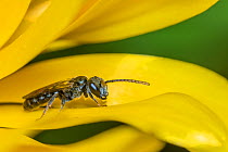 Smeathman&#39;s furrow bee (Lasioglossum smeathmanellum) male looking for females collecting pollen and nectar from Common marigold (Calendula officinalis), Monmouthshire, Wales, UK, June