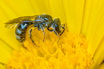 Smeathman&#39;s furrow bee (Lasioglossum smeathmanellum) collecting pollen and nectar from Common marigold (Calendula officinalis), Monmouthshire, Wales, UK, July