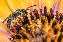 Smeathman&#39;s furrow bee (Lasioglossum smeathmanellum) collecting pollen and nectar from African daisy (Osteospermum jucundum). Monmouthshire, Wales, UK, June