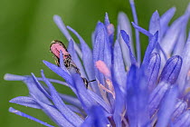 Harebell carpenter bee (Chelostoma campanularum) 4-5mm long, one of Britain&#39;s smallest bees, collecting pink pollen on her abdomen from Sheep&#39;s bit scabious (Jasione montana), Monmouthshire, W...