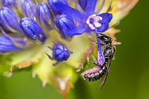 Harebell carpenter bee (Chelostoma campanularum) 4-5mm long, one of Britain&#39;s smallest bees, collecting pink pollen on her abdomen from Sheep&#39;s bit scabious (Jasione montana), Monmouthshire, W...