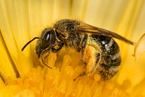 White-zoned furrow bee (Lasioglossum leucozonium) collecting pollen and nectar from Common marigold (Calendula officinalis), Monmouthshire, Wales, UK, July