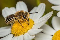 Ivy bee (Colletes hederae) feeding at Oxeye daisy (Leucanthemum vulgare) composite flower florettes, Monmouthshire, Wales, UK, July.