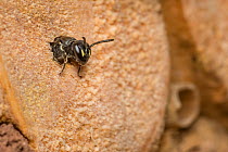 Little yellow-faced bee (Hylaeus pictipes), 3.5mm average size, one of the smallest bees in the UK, nesting in 1mm holes drilled in bee hotel, Monmouthshire, Wales, UK, July.