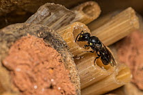 Little yellow-faced bee (Hylaeus pictipes), 3.5mm average size, one of the smallest bees in the UK, nesting in Chive stems in bee hotel, female capping brood cells with resin she produces, Monmouthshi...
