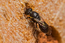 Little yellow-faced bee (Hylaeus pictipes), 3.5mm average size, one of the smallest bees in the UK, nesting in 1mm holes drilled in bee hotel, Monmouthshire, Wales, UK, July.