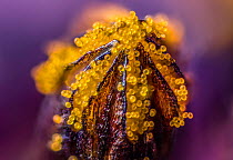 African daisy (Osteospermum jucundum) at approx 10x magnification, composite flower showing individual florets full of golden pollen grains, Monmouthshire, Wales, UK, July.