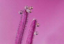 Pollen grains on anthers of Hollyhock (Alcea rosea), approx 20x magnification, Monmouthshire, Wales, UK, July.