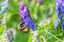 Long-horned bee (Eucera longicornis) visiting Tufted vetch (Vicia cracca) in a wildflower meadow. A rare/scarce species due to wildflower meadow habitat loss. Monmouthshire, Wales, UK, July.