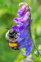 Long-horned bee (Eucera longicornis) visiting Tufted vetch (Vicia cracca) in a wildflower meadow. A rare/scarce species due to wildflower meadow habitat loss. Monmouthshire, Wales, UK, July,
