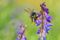 Long-horned bee (Eucera longicornis) female visiting Tufted vetch (Vicia cracca) in a wildflower meadow. A rare/scarce species due to wildflower meadow habitat loss. Monmouthshire, Wales, UK, July.