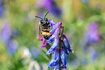 Long-horned bee (Eucera longicornis) female visiting Tufted vetch (Vicia cracca) in a wildflower meadow. A rare/scarce species due to wildflower meadow habitat loss. Monmouthshire, Wales, UK, July.