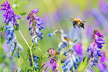 Common carder bumblebee (Bombus pascuorum) visiting Tufted vetch (Vicia cracca) in a wildflower meadow. Monmouthshire, Wales, UK, July.