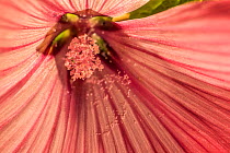 Hollyhock (Alcea rosea), pollen grains on anthers, Monmouthshire, Wales, UK