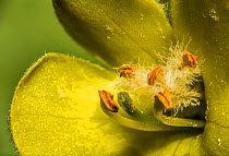 Great mullein (Verbascum thapsus) showing 5 stamens (male) of two types 3 short and hairy 2 taller hairless and the green pistil (female), Monmouthshire, Wales, UK