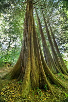 Western red cedar (Thuja plicata) tree trunk, Wye Valley, Monmouthshire, Wales, UK. September.