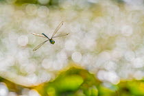 Migrant hawker dragonfly (Aeshna mixta), guarding territory, Monmouthshire, Wales, UK