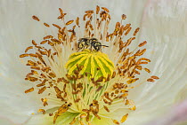 Smeathmans furrow bee (Lasioglossum smeathmanellum) visiting Poppy [Papaver sp.], Wales, UK.