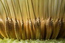 Dandelion (Taraxacum officinale) x4 magnification close up of seeds