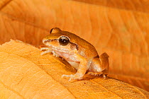 Common leaf-litter frog (Craugastor loki), Finca Arroyo Negro, El Triunfo Biosphere Reserve, Chiapas, southern Mexico, April