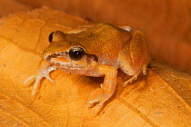 Common Leaf-litter Frog (Craugastor loki), Finca Arroyo Negro, El Triunfo Biosphere Reserve, Chiapas, southern Mexico, April