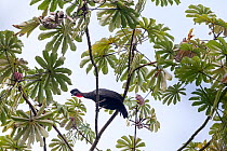 Crested guan (Penelope purpurascens), Finca Arroyo Negro, El Triunfo Biosphere Reserve, Chiapas, southern Mexico, April