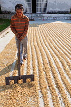 Man raking Pergamino Coffee beans for drying, Finca Arroyo Negro, El Triunfo Biosphere Reserve, Chiapas, southern Mexico, April 2015