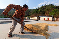 Man collecting dried Pergamino coffee, Finca Arroyo Negro, El Triunfo Biosphere Reserve, Chiapas, southern Mexico, April 2015