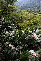 Coffee plantation in flower, Finca Nueva Linda, El Triunfo Biosphere Reserve, Chiapas, southern Mexico, April