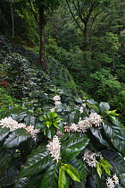 Coffee plantation in flower, Finca Nueva Linda, El Triunfo Biosphere Reserve, Chiapas, southern Mexico, April