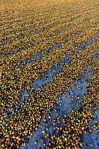 Cherry coffee bean pods drying, Finca Nueva Linda, El Triunfo Biosphere Reserve, Chiapas, southern Mexico, April