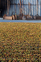 Cherry coffee bean pods drying, Finca Nueva Linda, El Triunfo Biosphere Reserve, Chiapas, southern Mexico, April