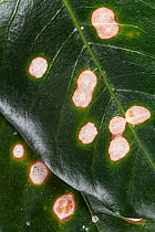 Coffee leaf rust (Hemileya vastatrix), Finca Nueva Linda, El Triunfo Biosphere Reserve, Chiapas, southern Mexico, April