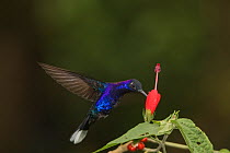 Violet Sabrewing Hummingbird (Campylopterus hemileucurus) feeding, El Triunfo Biosphere Reserve, Chiapas, southern Mexico, May