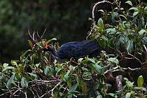 Horned guan (Oreophasis derbianus), IUCN Redlist Endangered, El Triunfo Biosphere Reserve, Chiapas, southern Mexico, May