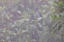Horned guan (Oreophasis derbianus) in the fog, IUCN Redlist Endangered, El Triunfo Biosphere Reserve, Chiapas, southern Mexico, May