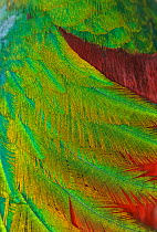 Resplendent quetzal (Pharomachrus mocinno) close up of feathers, captive, Chiapas, southern Mexico, IUCN Near Threatened, April