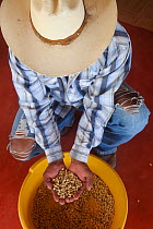 Man preparing Pergamino Coffee, Rancho El Porvenir, Nuevo Paraso, Chiapas, southern Mexico, April 2015