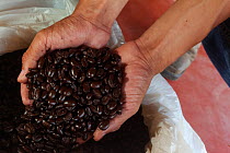 Marago Coffee beans, Conservation Coffee, Rancho El Porvenir, Nuevo Paraso, Chiapas, southern Mexico, April 2015