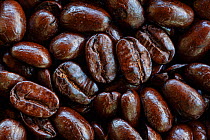 Roasted Marago Coffee, Rancho El Porvenir, Nuevo Paraso, Chiapas, southern Mexico, April